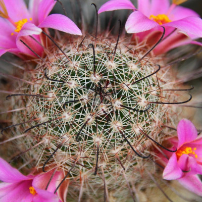 Mammillaria mixture