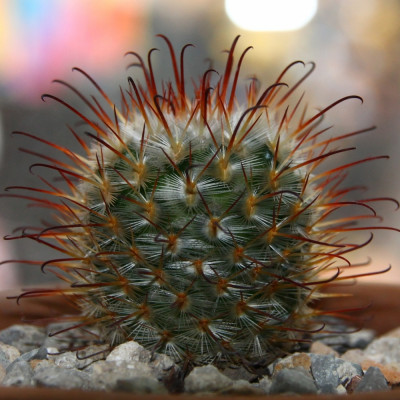 Mammillaria mixture