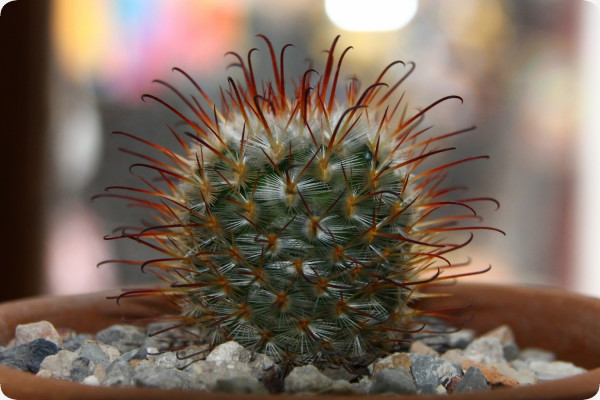 Mammillaria mixture