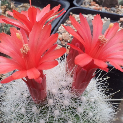 Mammillaria mixture