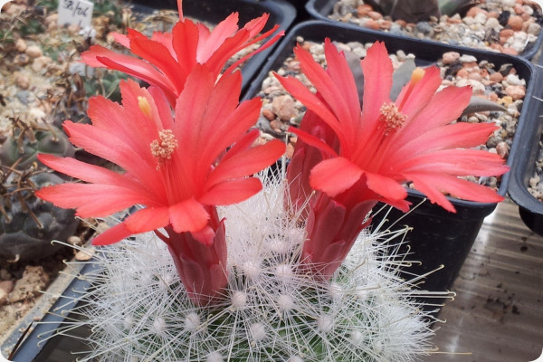 Mammillaria mixture