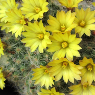 Mammillaria mixture