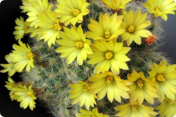 Mammillaria mixture