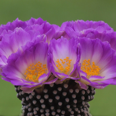 Mammillaria mixture
