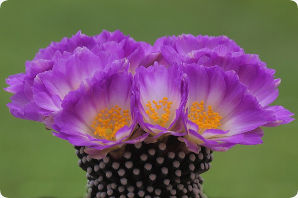 Mammillaria mixture