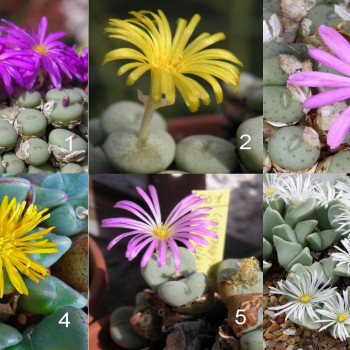 Blühende Steine / Conophytum Mix