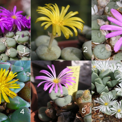 Blühende Steine / Conophytum Mix