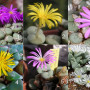 Blühende Steine / Conophytum Mix
