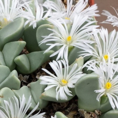 Blühende Steine / Conophytum Mix