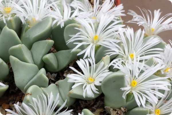 Blühende Steine / Conophytum Mix