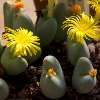Blühende Steine / Conophytum Mix