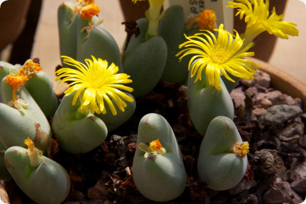Blühende Steine / Conophytum Mix