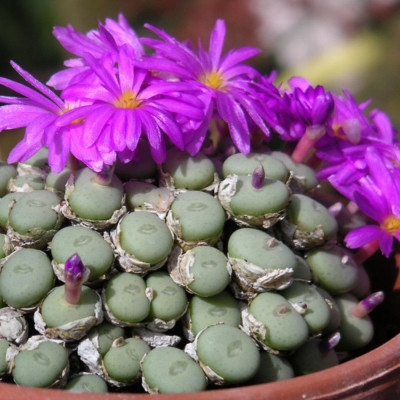 Blühende Steine / Conophytum Mix