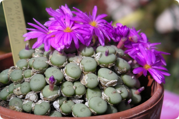 Blühende Steine / Conophytum Mix