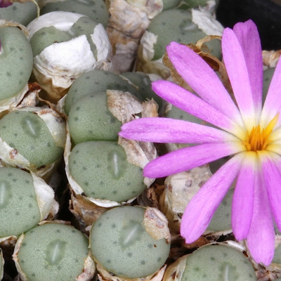 Blühende Steine / Conophytum Mix
