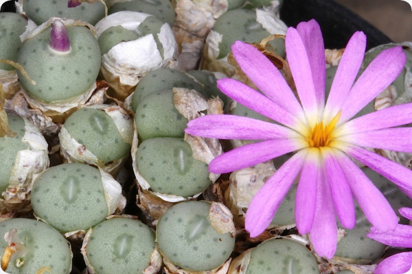 Blühende Steine / Conophytum Mix