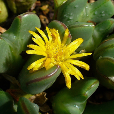 Blühende Steine / Conophytum Mix