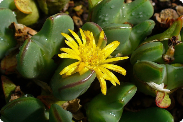 Blühende Steine / Conophytum Mix
