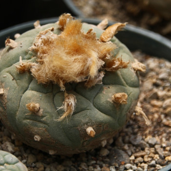 Peyote cactus