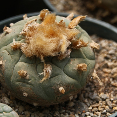 Peyote cactus