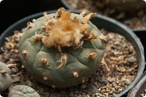Peyote cactus