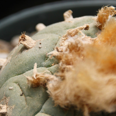 Peyote cactus