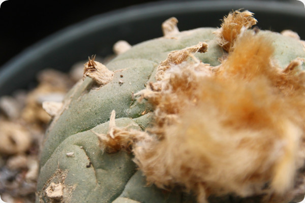Peyote cactus