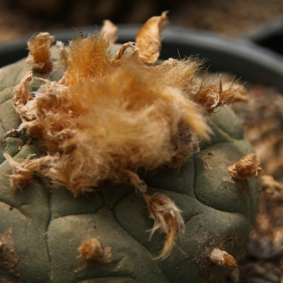 Peyote cactus