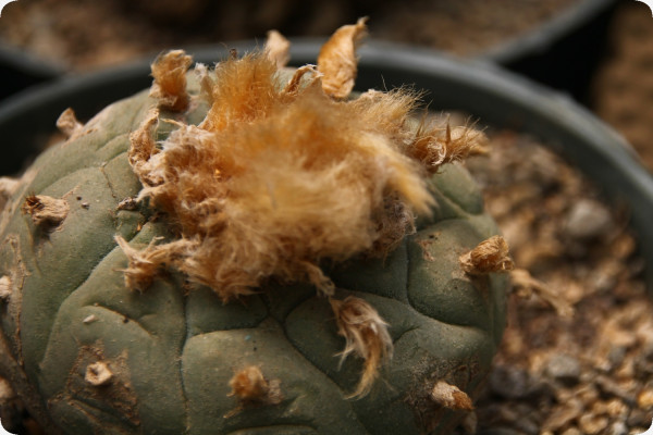 Peyote cactus