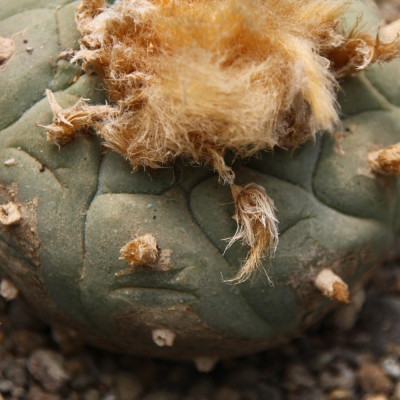 Peyote cactus