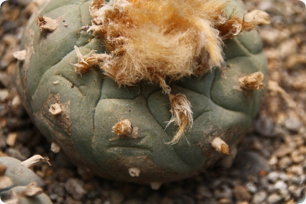 Peyote cactus