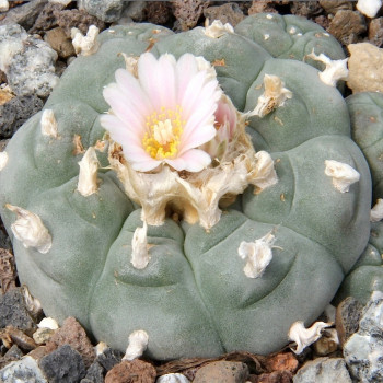 Peyote cactus