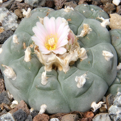 Peyote cactus