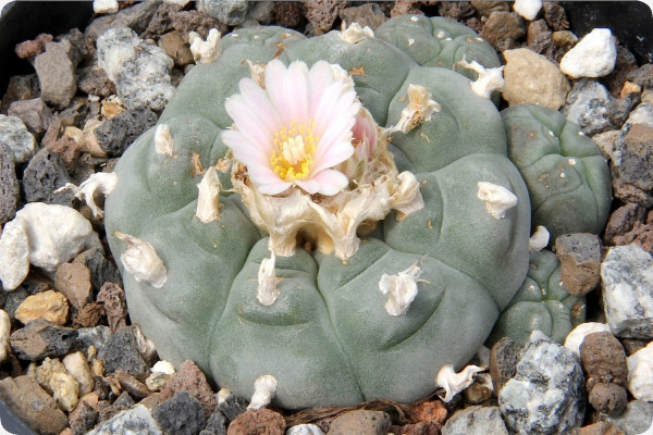 Peyote cactus