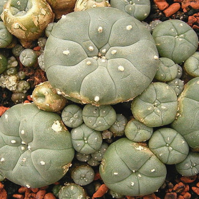 Peyote cactus