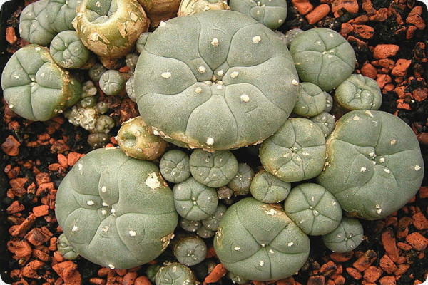 Peyote cactus