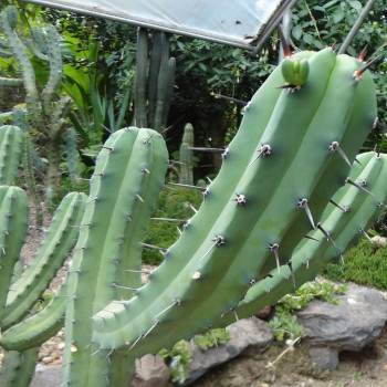 San Pedro Kaktus
