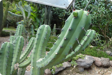 San pedro kaktus