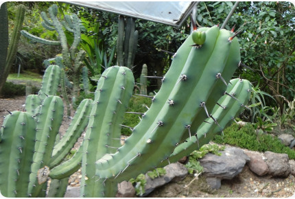 San Pedro Kaktus