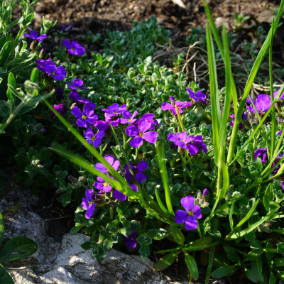 Blaukissen