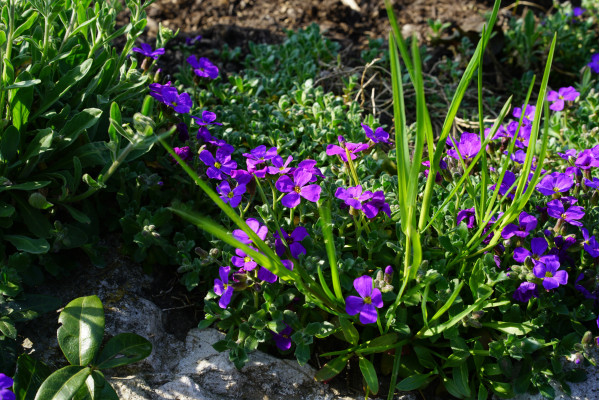 Blaukissen