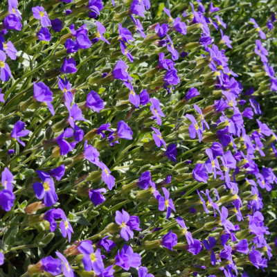 Blaukissen