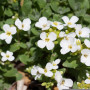 Kaukasus Gänsekresse