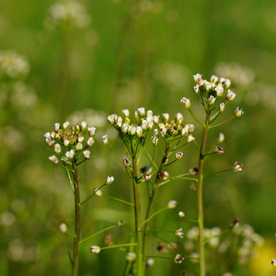 Kaukasus Gänsekresse