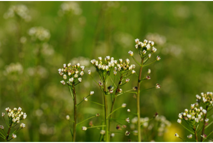 Caucasian rockcress