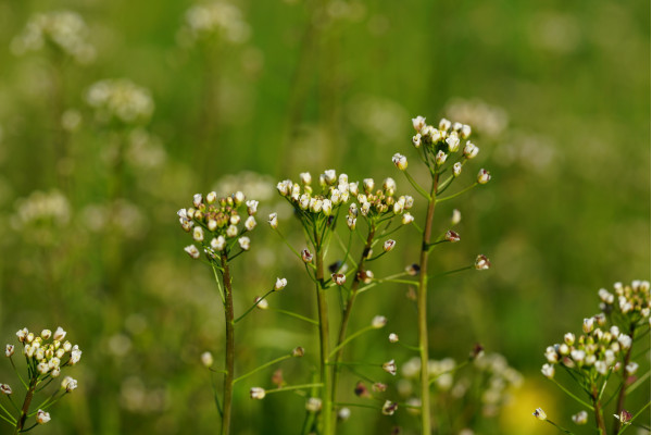 Kaukasus Gänsekresse