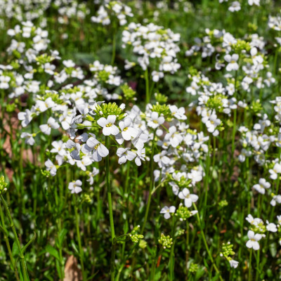Kaukasus Gänsekresse