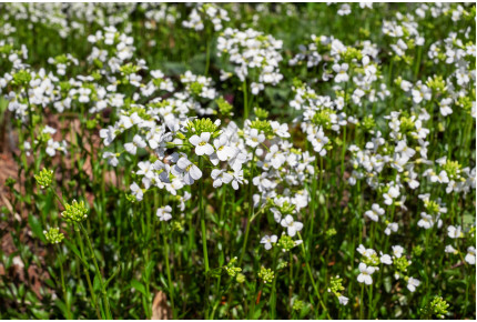 Caucasian rockcress