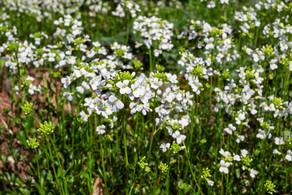 Kaukasus Gänsekresse