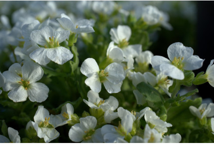 Caucasian rockcress